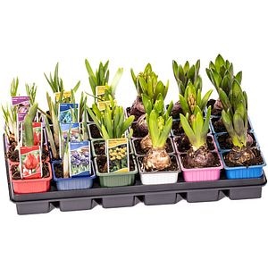 Bulb Mix Fara Celofan D7 Cm