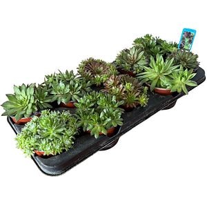 Mix plante suculente, D13 cm, H20 cm