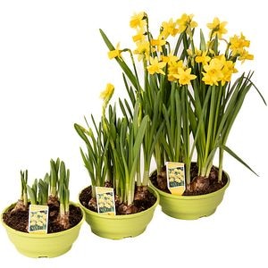 Bulbi narcise, in ghiveci, 6 cm