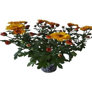 Crizantema Sunshine, D 13cm, H 20cm