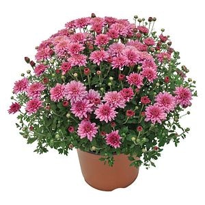 Crizantema, in ghiveci, 15 cm