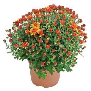 Ghiveci Crizantema 19 cm 