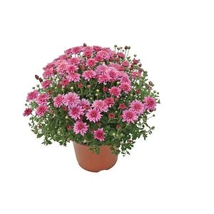 Crizantema in ghiveci, 19 cm