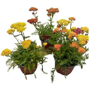 Achillea Millefolium, D15cm, H60cm