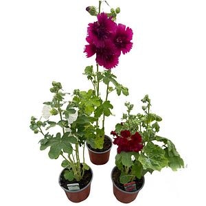 Alcea Rosea, D17cm, H150cm