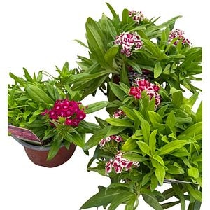 Dianthus Barbatus, D15cm, H30cm