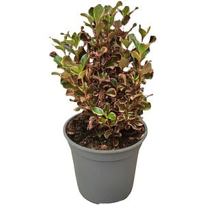 Planta-oglinda (Coprosma), D 14 cm, H 40 cm