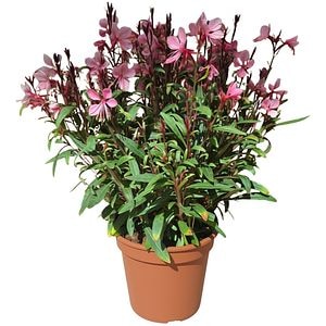 Floarea-fluture (Gaura), D 14 cm, H 50 cm