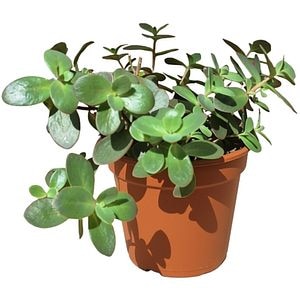 Iarba-grasa caucaziana (Sedum spurium), D 14 cm, H 10 cm