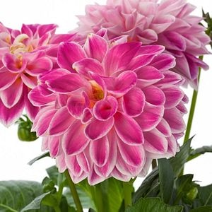 Dalia Dalietta, in ghiveci, 10.5 cm