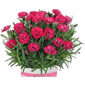 Dianthus early love