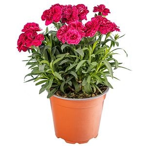 Planta exterior, Dianthus Caryophyllus, diametru 13 cm