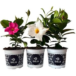 Dipladenia, D11 cm, H15 cm