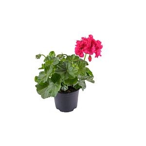 Pelargonium Peltatum, diametru 9 cm