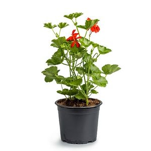 Pelargonium peltatum Ville De Paris