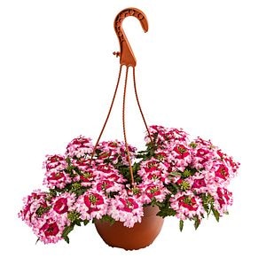 Verbena curgatoare, 19 cm