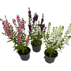 Angelonia Angustifolia, D10.5cm, H50cm