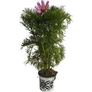 Cosmos (Cosmos bipinnatus), H 40 cm
