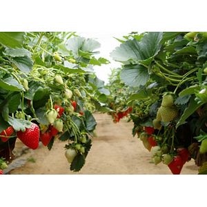 Capsun de gradina, 19 cm