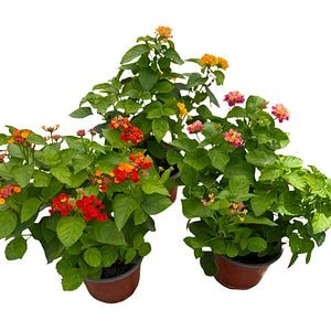 Lantana Camara, D15cm