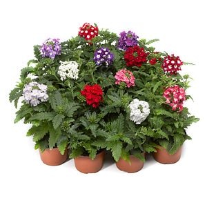 Verbena curgatoare, 9 cm