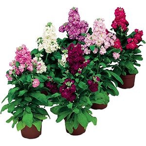 Micsandra Matthiola, 15cm, multicolor