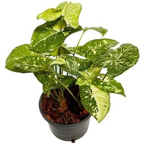 Syngonium, D12 cm, H20 cm