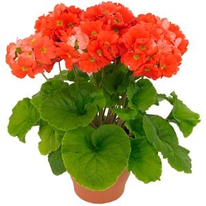 Primula Obconica, 20cm, multicolor