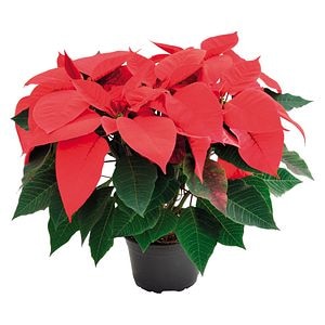 Craciunita, in ghiveci, 10 cm