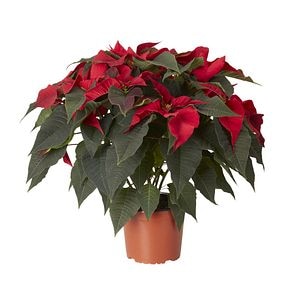 Poinsettia natural, in ghiveci, 19 cm  