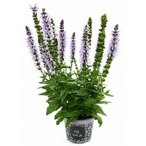 Salvia, D 13 cm, H 20 cm