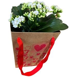 Kalanchoe punga colectia The Art Of Love, D 13cm