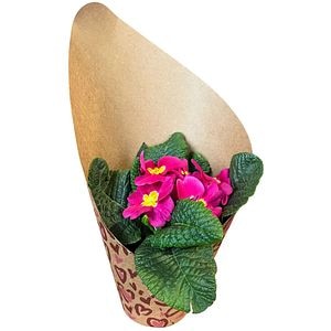 Primula punga colectia Panthera, D 11cm