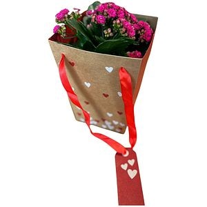 Kalanchoe punga colectia Send Love, D 13cm