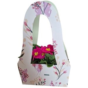 Primula punga colectia Nature Romance, D 11cm