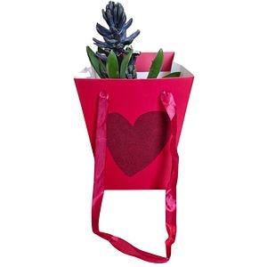 Hyacinthus punga colectia Velvet Love, D 11cm