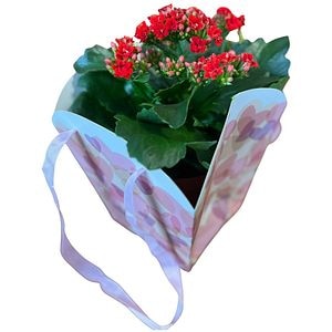 Kalanchoe punga colectia Sweet Hearts, D 13cm
