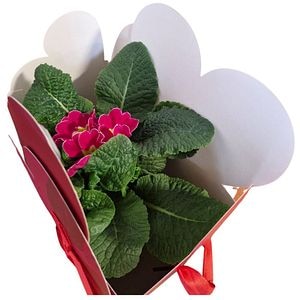 Primula punga colectia Marbled Love, D 11cm