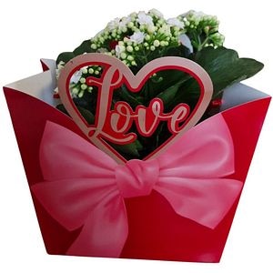 Kalanchoe punga colectia Luxury Love, D 13cm