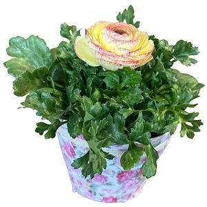 Ranunculus punga colectia Floral Romantic, D 11cm