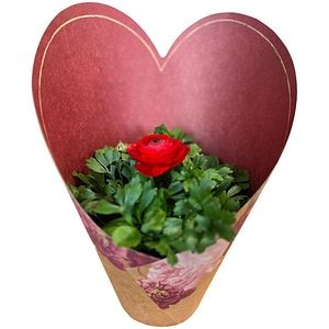 Ranunculus punga colectia Amora, D 11cm