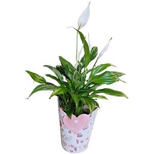 Spatiphyllum punga colectia Love Leigh, D 11cm