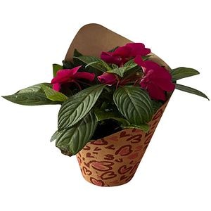 Impatiens punga colectia Panthera, D 11cm