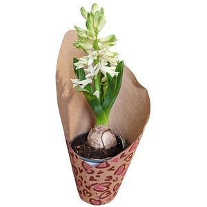 Hyacinthus punga colectia Panthera, D 11cm