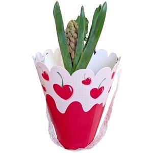 Hyacinthus punga colectia In Tube Love, D 11cm