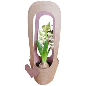 Hyacinthus colectia Love Rocks, D 11cm