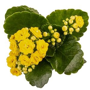 Kalanchoe D12