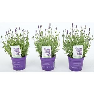 Lavanda (Lavandula Angustifolia Hidcote), D13 cm, H25 cm
