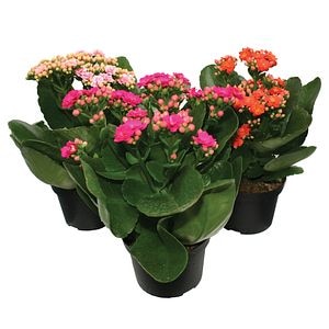 Ghiveci Calandiva mix, 10.5 cm