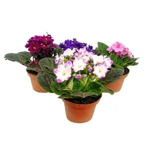 Saintpaulia Inova Spectra Mix, 20-25 cm